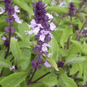 Purple and white flowers blooming on green leafy stems.